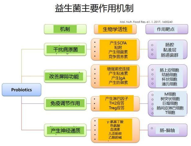 功能菌/益生菌开发